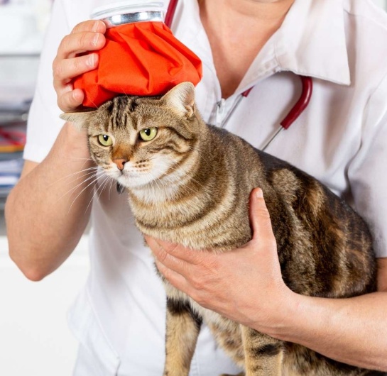 En Yakın Veteriner Kliniği