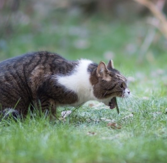 Kedi Kan Kusması