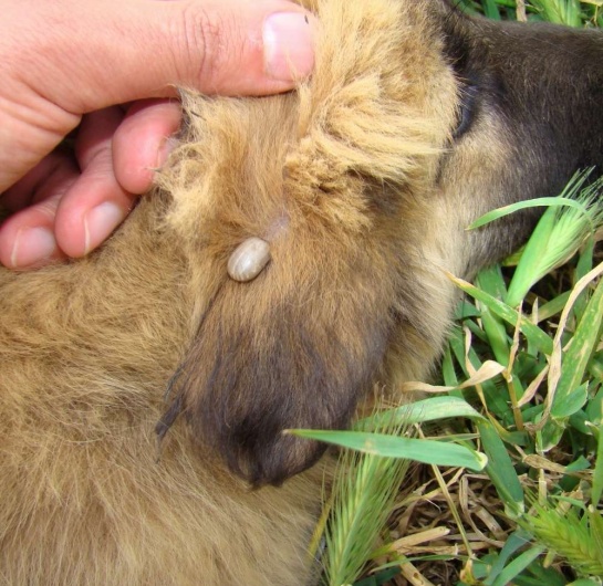 Köpek Dış Parazit