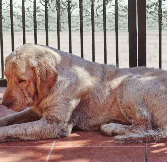 Köpeklerde Mantar