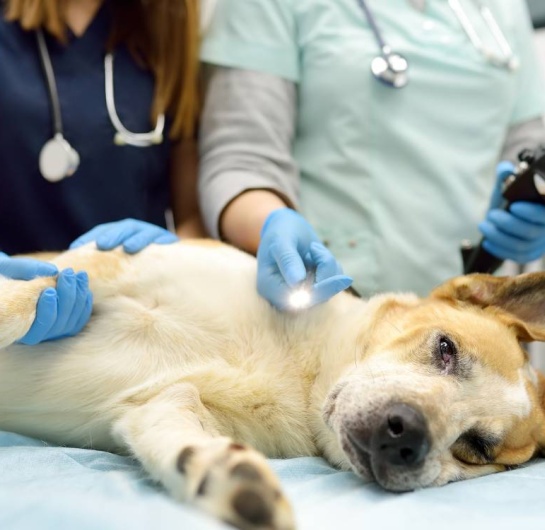 Köpeklerde Mide Hastalıkları