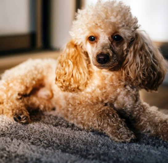 Toy Poodle