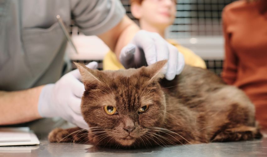 Erkek Kedi Kısırlaştırma Ameliyatı