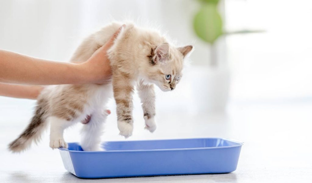 Kedi Bağırsak Enfeksiyonu Tedavisi