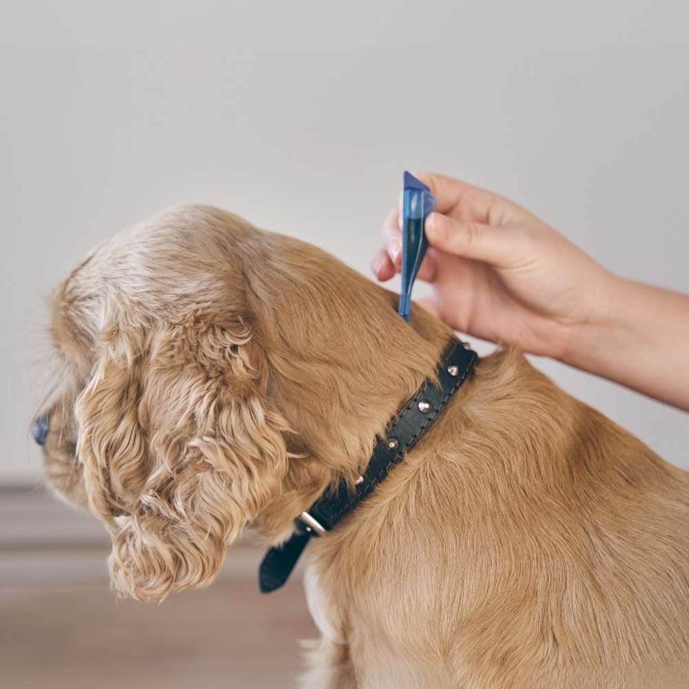 Köpek Dış Parazit Damlası
