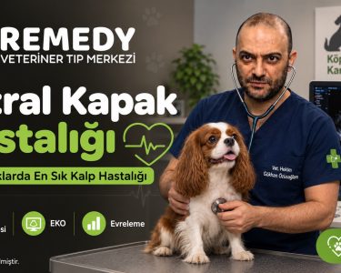 2026-10-02_mitral-kapak