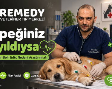 2026-10-16_kopekte-bayilma