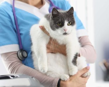 24 Saat Açık Veteriner