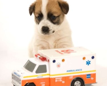 7 24 Açık Veteriner