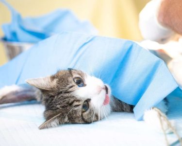 Dişi Kedi Kısırlaştırma