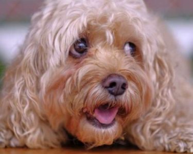 Dişi Köpek Kısırlaştırma