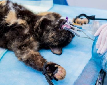 Erkek Kedi Kısırlaştırma