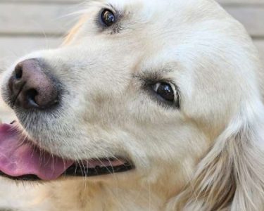 Erkek Köpek Kısırlaştırma