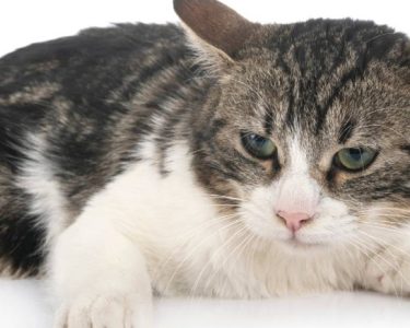 Fip Hastalığı