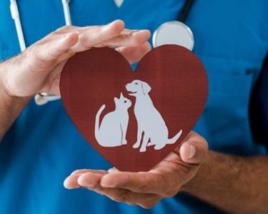Kalp Uzmanı Veteriner