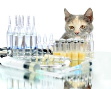 kedi aşı fiyatları