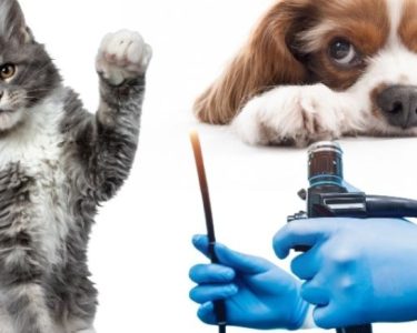 Kedi Endoskopi Ve Köpek Endoskopi