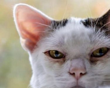 Kedi Göz Akıntısı