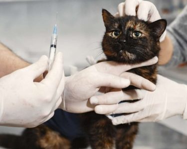 Kedi İç Parazit Aşısı & İğnesi