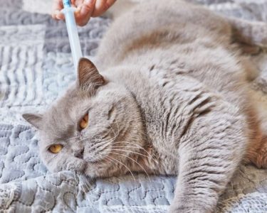 Kedi İç Parazit Damlası