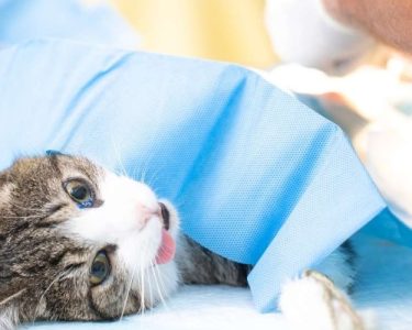 kedi kısırlaştırma fiyatları