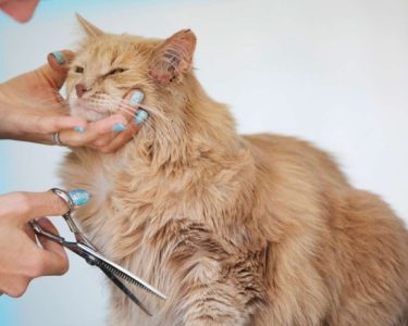 Kedi Kuaförü