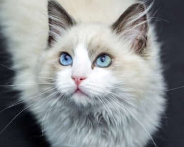 kedi lösemi aşısı