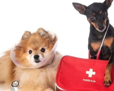 Kedi ve Köpek için İlk Yardım