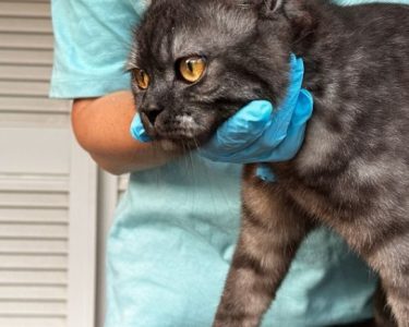 Kedilerde Göbek Fıtığı