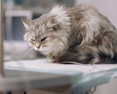 kedilerde pıhtı atması