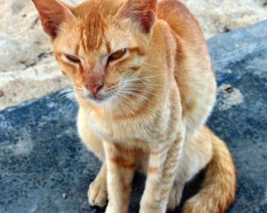 Kedim Nasıl Kilo Alır?