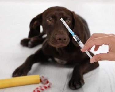 köpek aşı fiyatları