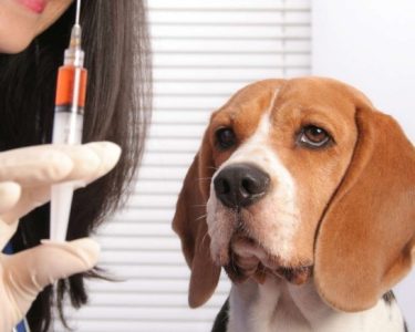 köpek aşı takvimi