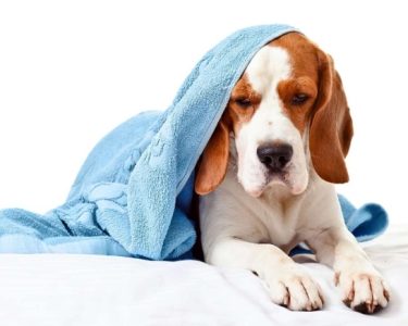 Köpek Hastalıkları
