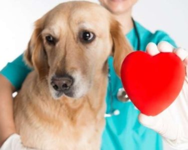Köpek Kalp Doktoru