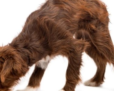 Köpek Kan Kusması