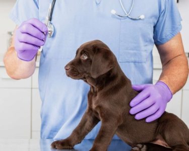 köpek kısırlaştırma fiyatları