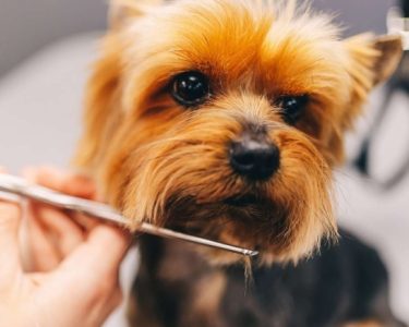 Köpek Kuaförü