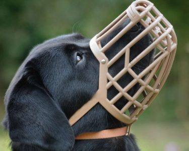 köpek kuduz aşısı