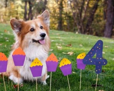 Köpek Yaşı Hesaplama