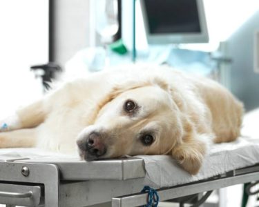 Köpeklerde Böbrek Yetmezliği