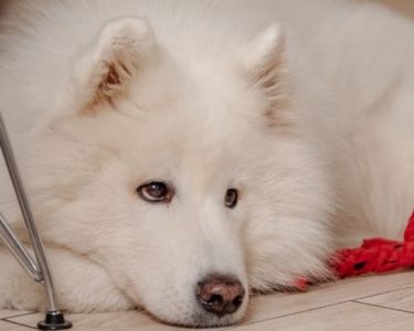 Köpeklerde Kanlı İshal