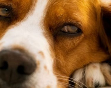 Köpeklerde Karaciğer Yetmezliği