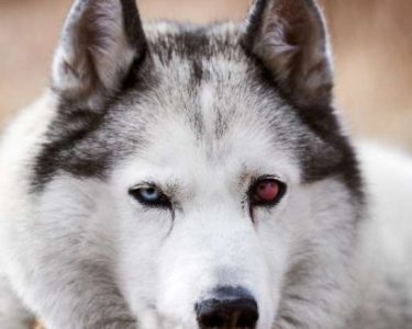 Köpeklerde Kiraz Göz