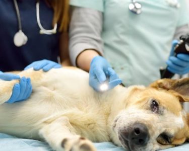Köpeklerde Mide Hastalıkları