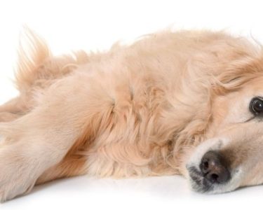Köpeklerde Mide Kanaması
