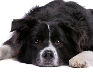 Köpeklerde Mide Ülseri