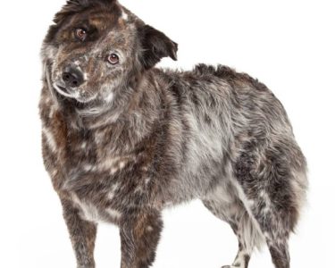 Microsporum Canis