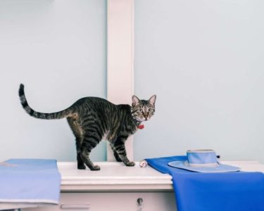 Pazar Günü Veteriner Açık mı