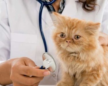 Veteriner Ekokardiyografi